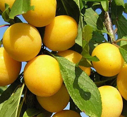 Слива - Утро