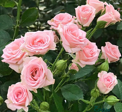 Роза (спрей) - Лидия