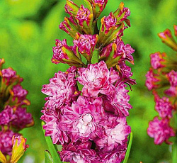 Гиацинт (махровый) - Дабл Эрос (Люкс)