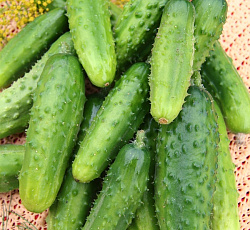 Огурец F1 Русский размер