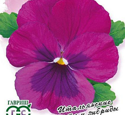 Виола Карамель черри розе F1