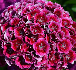 Гвоздика турецкая Малиновая