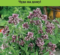 Душица (орегано) обыкновенная Надежда