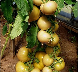 Томат Лонг Кипер