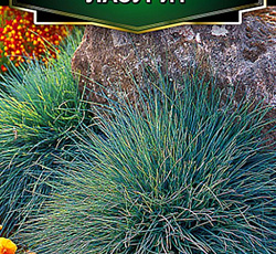 Овсяница сизая Лазурит