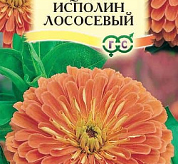 Цинния Исполин Лососевый