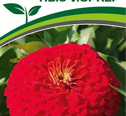 Цинния георгиновидная "Сочные тропики" F1 Нью-Йоркер