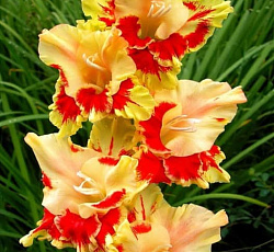 Гладиолус (Российская селекция) - Огни Арбата