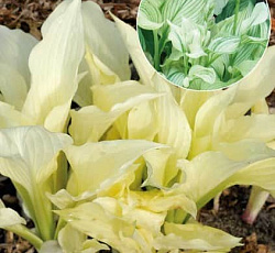 Хоста (гибридная) - Вайт Фезер