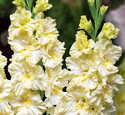 Гладиолус (гофрированный) - Свит Кристал