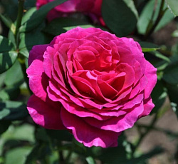 Роза (чайно-гибридная) - Биг Пёпл