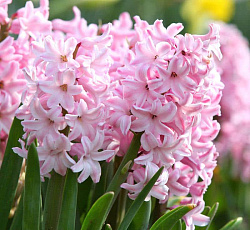 Гиацинт (садовый) - Фондант