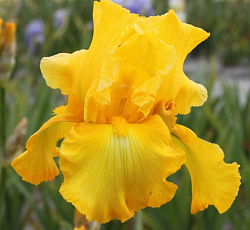 Ирис (бородатый) - Голден Эппл