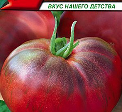 Томат Башкирский ранний