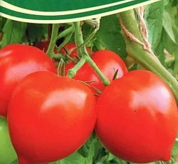 Томат Сирано F1