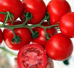 Томат Интуиция F1