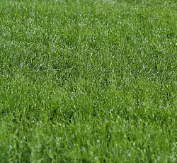 Газон Спортивный