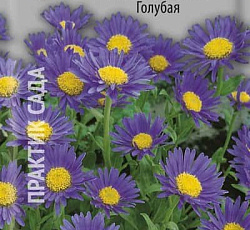 Астра Альпийская Голубая