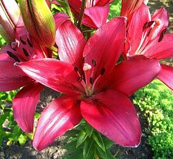 Лилия (азиатская) - Солфарино