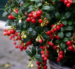 Брусника - Мисс Черри (Люкс)