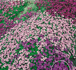 Аубреция смесь