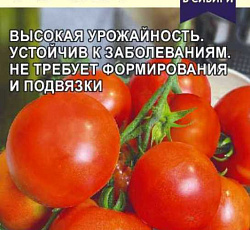 Томат Точка