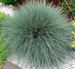 Овсяница ледниковая Синичка