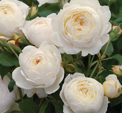 Роза (английская парковая) - Клэр Остин