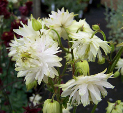 Аквилегия (обыкновенная) - Вайт Барлоу