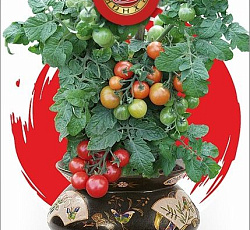 Томат Японский комнатный