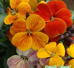 Лакфиоль Снежная Королева смесь