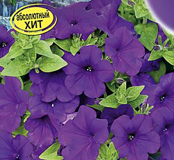 Петуния Водопадия синяя F1 (многоцветковая)