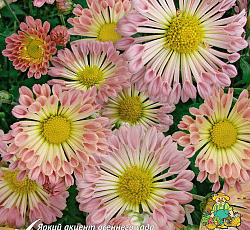 Хризантема (корейская) - Барби