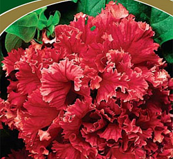 Петуния махровая Дабл каскад Валентин