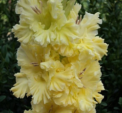 Гладиолус (Российская селекция) - Золотая Антилопа