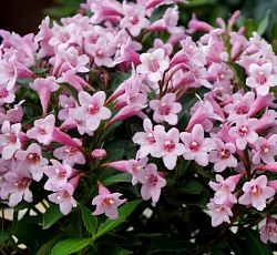 Вейгела (цветущая Патио) - Пинк Попет (Люкс)