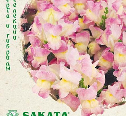 Антирринум (Львиный зев) Флорал Шауэрс Биколор лавандовый F1