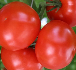 Томат Евпатор F1