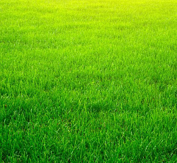 Газон Универсальный