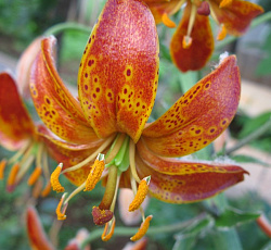 Лилия (видовая) - Фэйри Морнинг