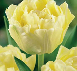 Тюльпан (Махровый ранний) - Верона