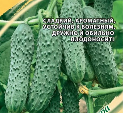 Огурец Мамлюк F1