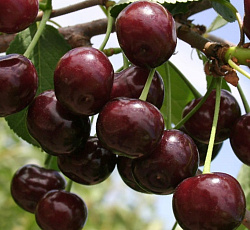 Вишня - Стойкая