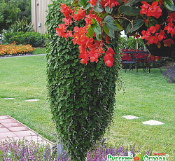 Дихондра Изумрудный водопад F1