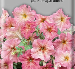 Петуния грандифлора Дольче Фраголино