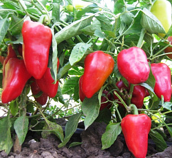 Перец сладкий Фишт F1