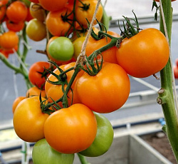 Томат Анвар F1