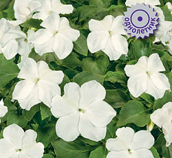 Бальзамин Джусто Вайт