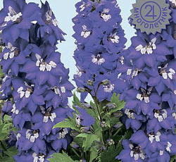 Дельфиниум высокий Мэджик Фонтэйнс Дарк Блю Вайт Би