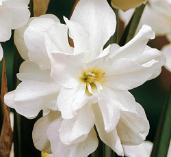 Нарцисс (махровый) - Альбус Пленус Одоратус (Люкс)